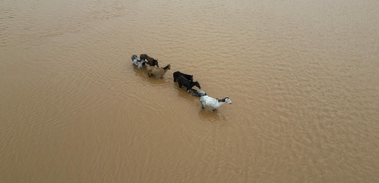 Άλογα εν μέσω της πλημμύρας που προκλήθηκε από την υπερχείλιση του ποταμού Jacui στην Praia de Paqueta, στη μητροπολιτική περιοχή του Porto Alegre, Βραζιλία, 03 Μαΐου 2024. Οι περιφερειακές αρχές ανέφεραν ότι τουλάχιστον 37 άνθρωποι έχασαν τη ζωή τους και 60 αγνοούνται 