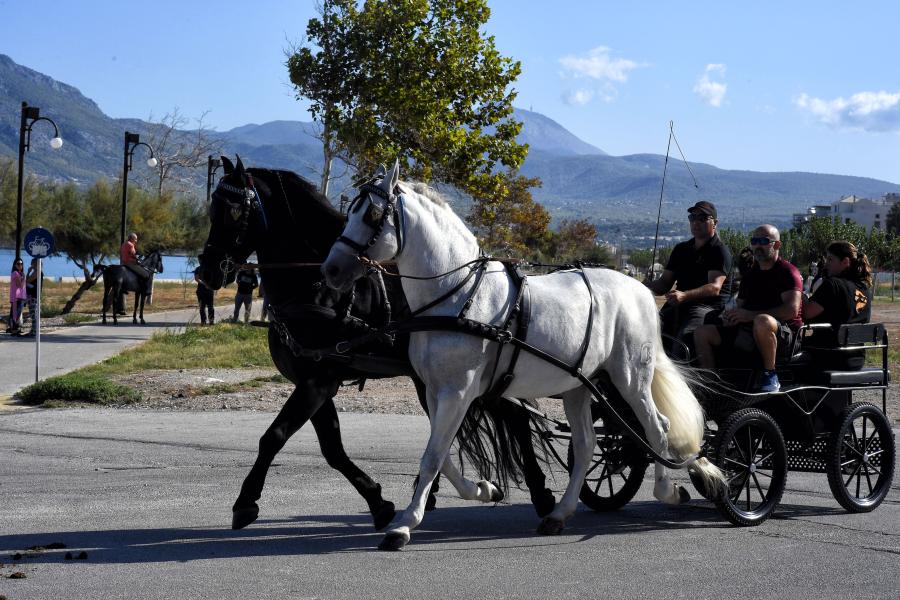 ΚΟΡΙΝΘΟΣ ΑΛΟΓΑ ΑΜΑΞΕΣ