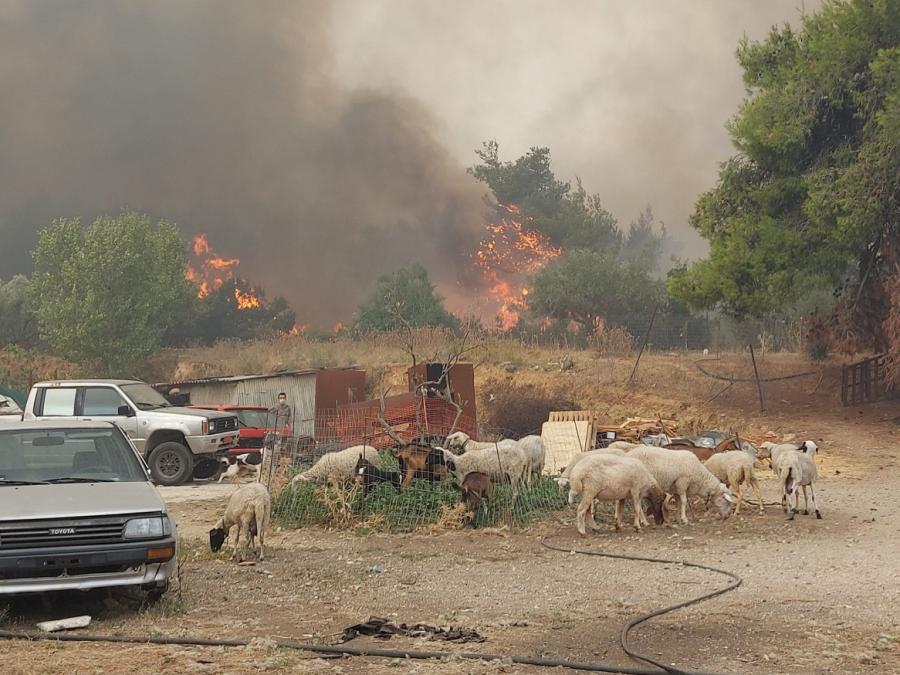 Καπανδρίτι