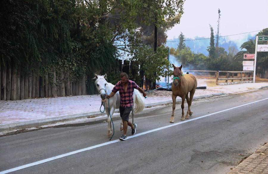 Άλογα