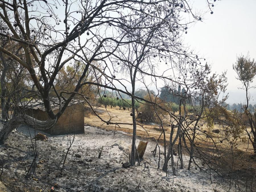 Πυρκαγιά Εύβοια Σκεπαστή