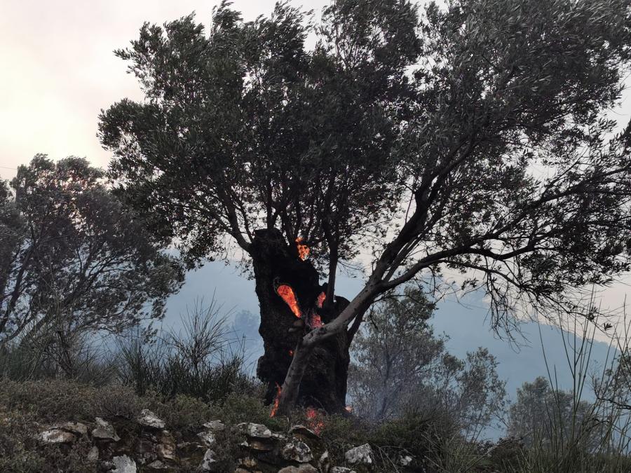 Σάμος φωτιά