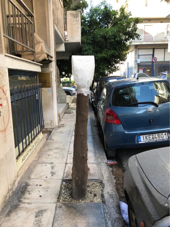 ΔΕΝΤΡΑ