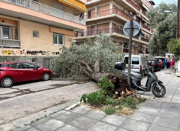 δέντρο πτώση Θεσσαλονίκη 
