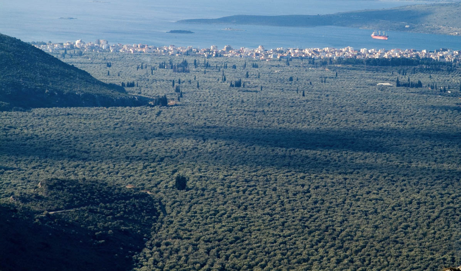 ΙΤΕΑ ΕΛΑΙΩΝΑΣ