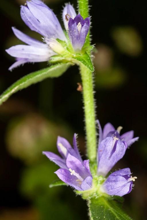 Campanula pangea