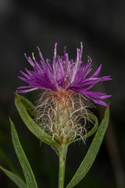 Centaurea pangea