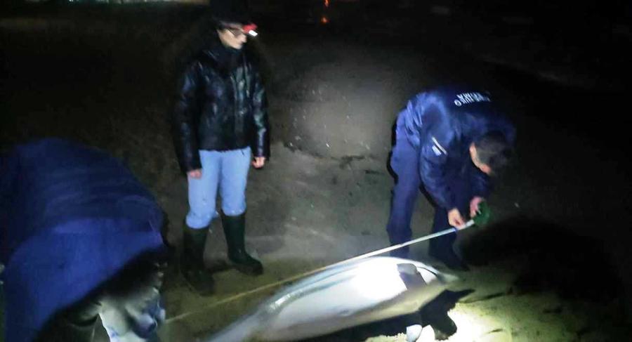 Νεκρό δελφίνιο στην Καβάλα