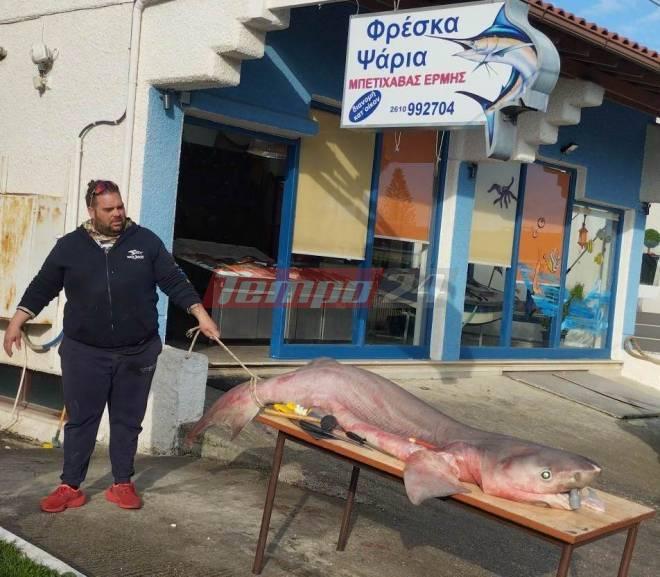 καρχαριοειδές