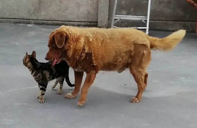 Μπόμπι και γάτα