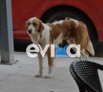 αδέσποτο στην Κύμη