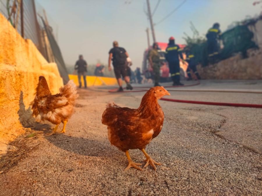 κότες έξω από σπίτι και πίσω πυροσβέστες