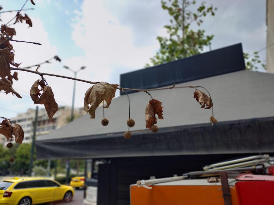 πλατάνι 1