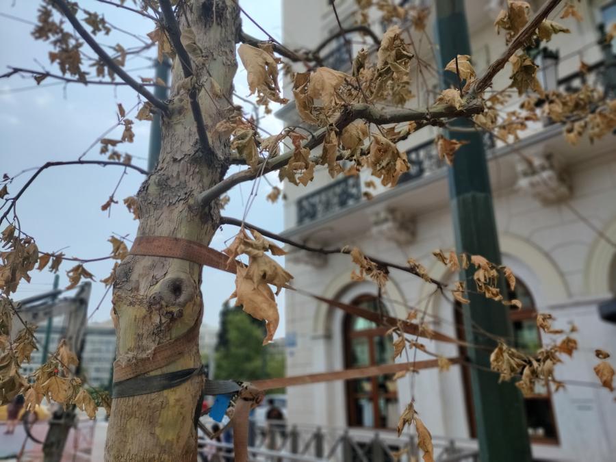 πλατάνι 10
