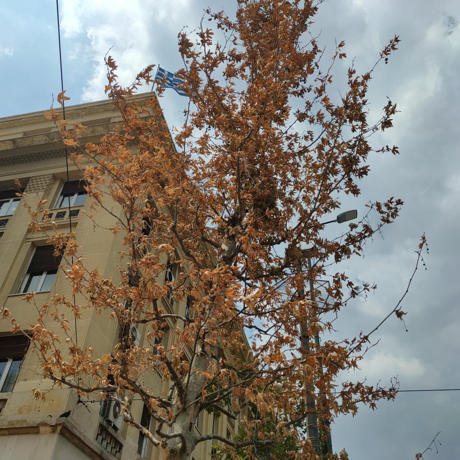 πλατάνι 5