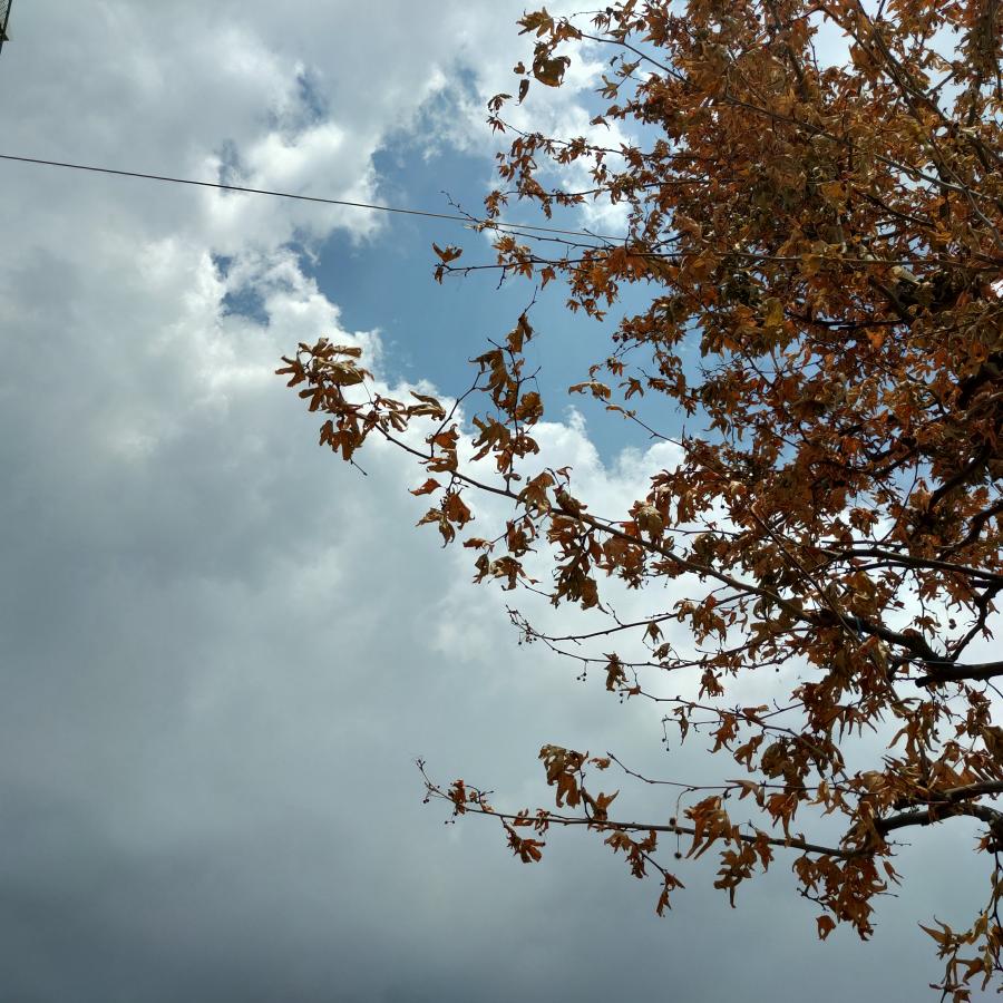 πλατάνι 6