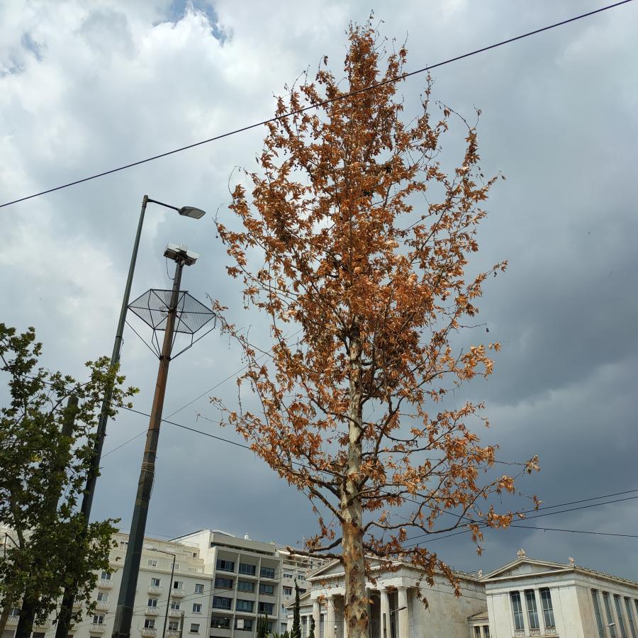 πλατάνι 7