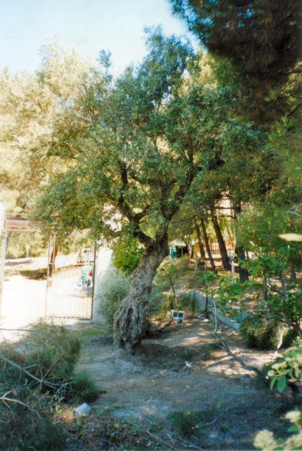Ελιά