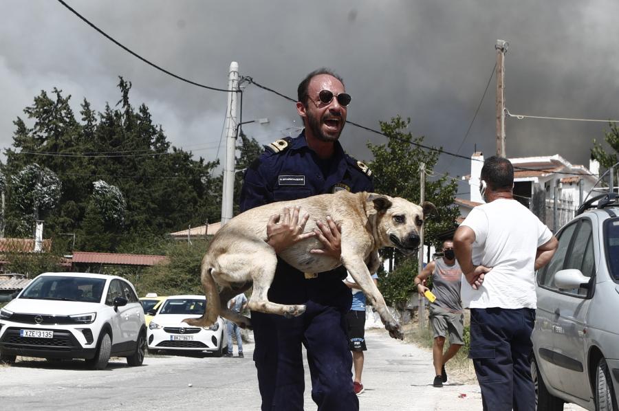 Σκύλος φωτιά διάσωση