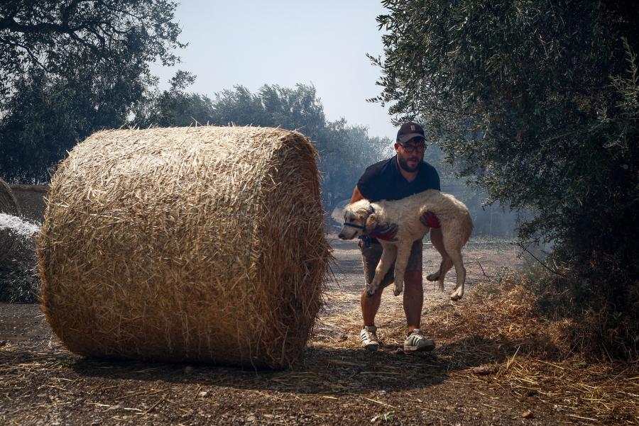 Διάσωση σκύλου