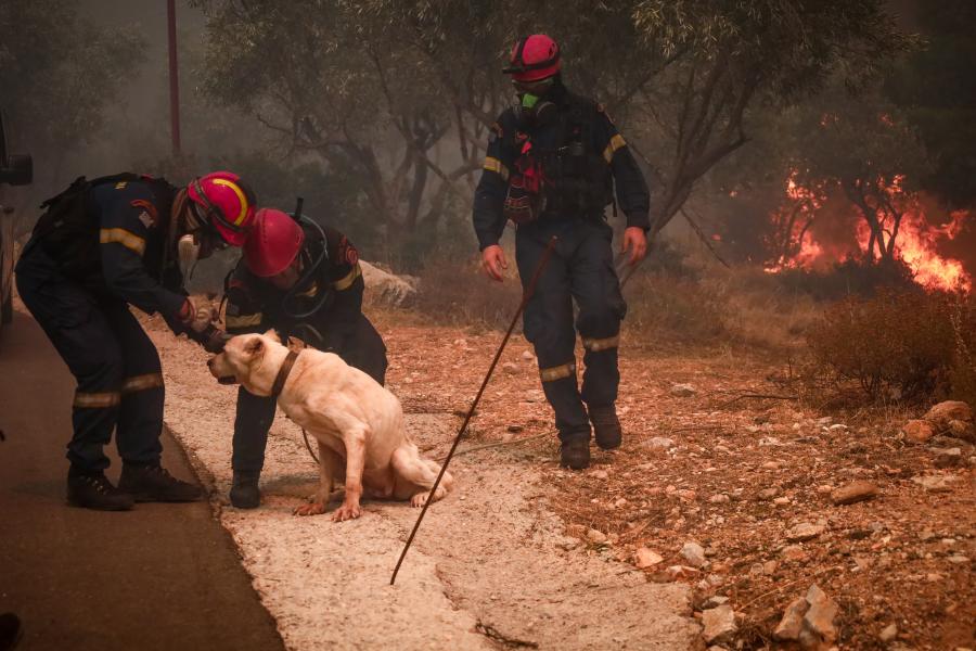 Σκύλος πυροσβέστες φωτιά