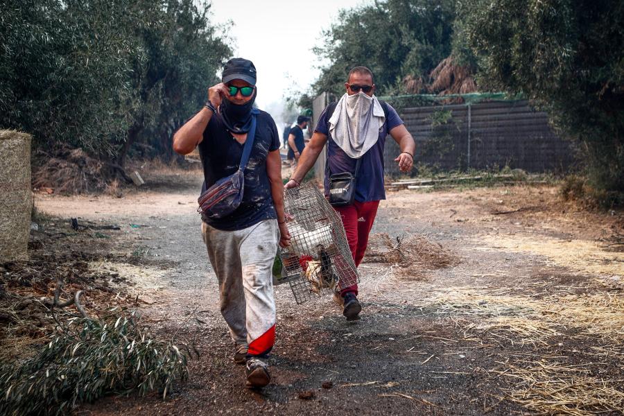 Ζώα φωτιά κλουβί