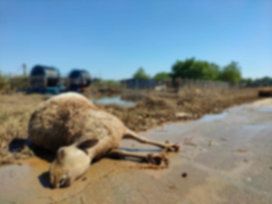 νεκρά ζώα μετά τη θεομηνία στον Παλαμά Καρδίτσας 