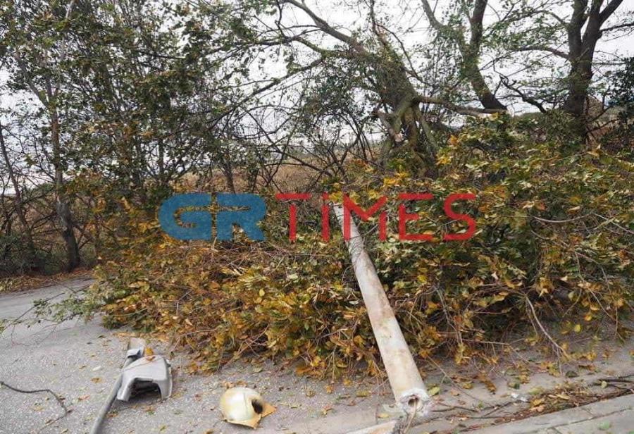 Δέντρο Θεσσαλονίκη 