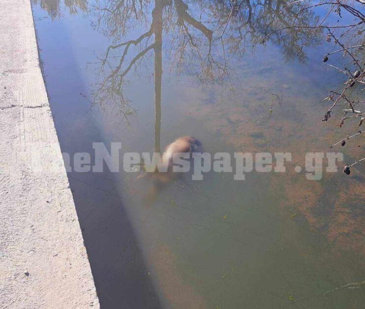 ΛΙΜΝΗ ΚΑΡΛΑ ΖΩΑ ΣΤΗ ΛΙΜΝΗ ΑΠΟ ΤΙΣ ΠΛΗΜΜΥΡΕΣ