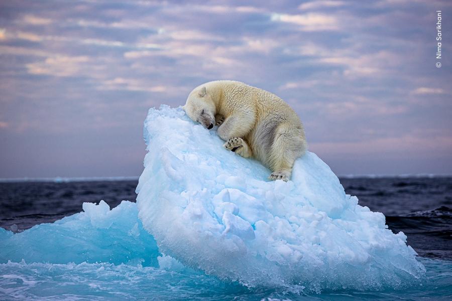 Πολική αρκούδα κοιμάται σε παγόβουνο