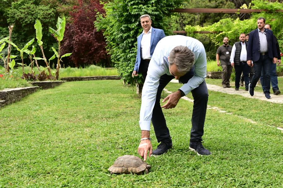 ΜΗΤΣΟΤΑΚΗΣ ΧΕΛΩΝΑ