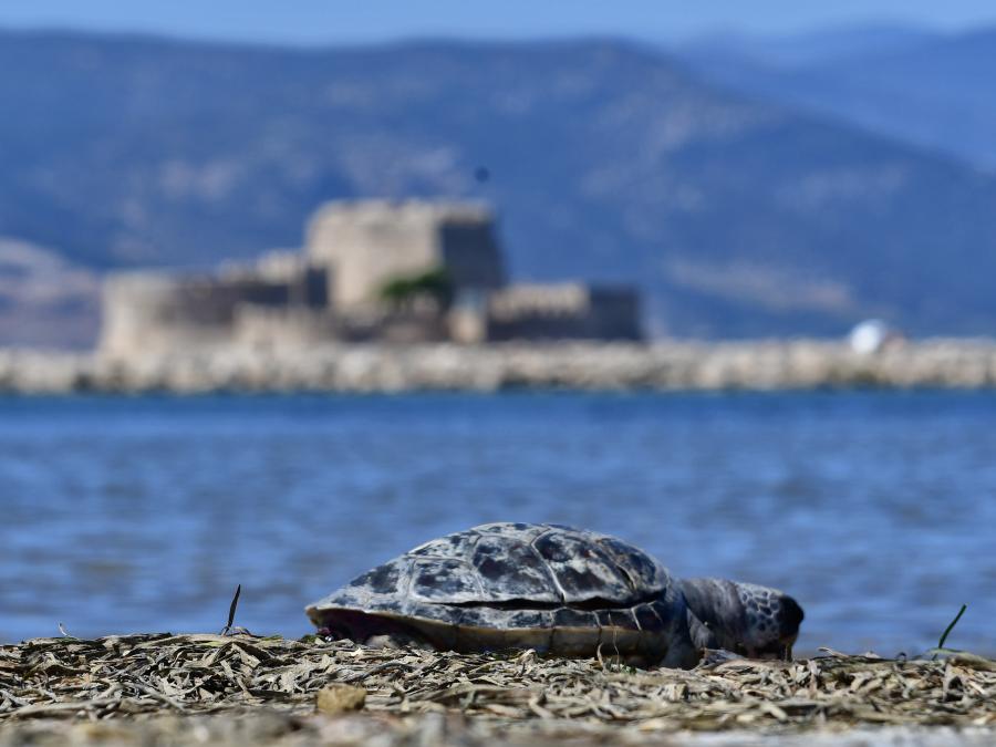 Ακόμα μία θαλάσσια χελώνα εντοπίστηκε νεκρή στην περιοχή του Υδροβιότοπου Ναυπλίου - Νέας Κίου, το Σάββατο 15 Ιουνίου 2024. Η άτυχη μικρή σε μέγεθος χελώνα ξεβράστηκε νεκρή από τη θάλασσα στο ύψος της Π.Ε. Αργολίδας Το περιστατικό συμπληρώνεται στον μακρύ κατάλογο με τις νεκρές θαλάσσιες χελώνες που ξεβράζονται στον Αργολικό κόλπο τα τελευταία χρόνια. 