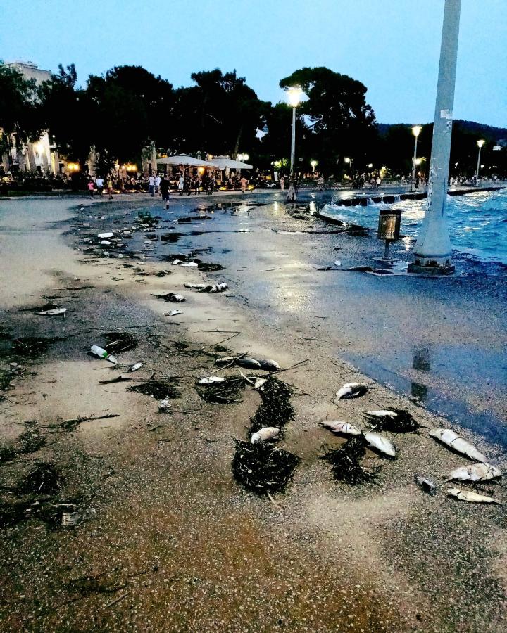 ΝΕΚΡΑ ΨΑΡΙΑ ΒΟΛΟΣ