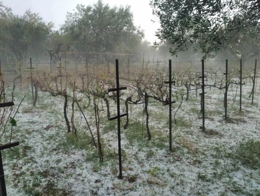 Καταστροφές στα αμπέλια στην Νέα Αβώρανη