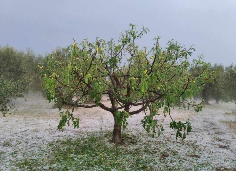 Καταστροφές στις ροδιές στην Νέα Αβώρανη