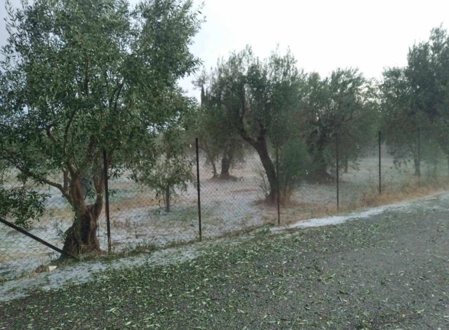 Καταστροφές στα ελαιόδεντρα στην Νέα Αβώρανη