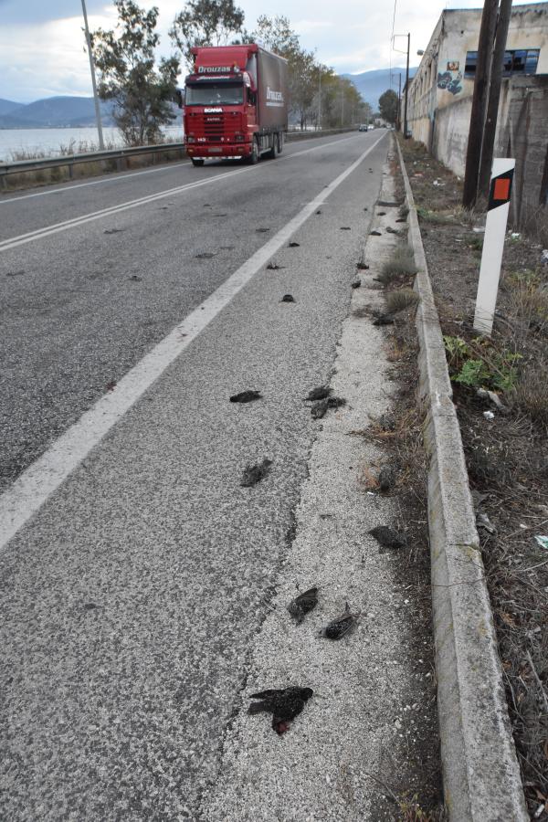 Νεκρά πουλιά στην Αργολίδα
