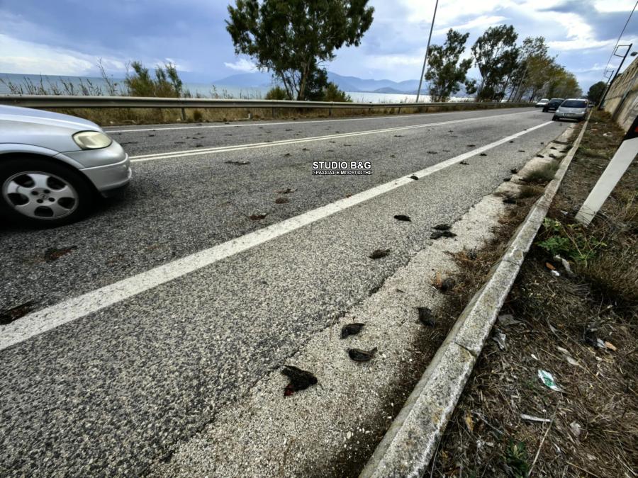 Νεκρά πουλιά στην Αργολίδα