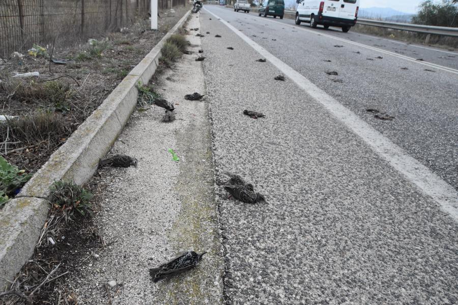 Νεκρά πουλιά στην Αργολίδα