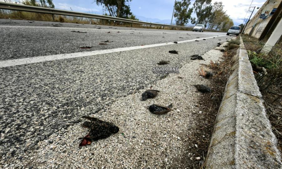 Νεκρά πουλιά στην Αργολίδα