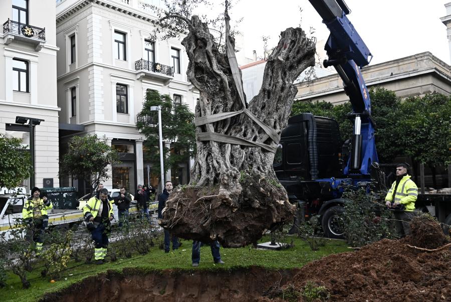 ΕΛΙΑ 700 ΕΤΩΝ