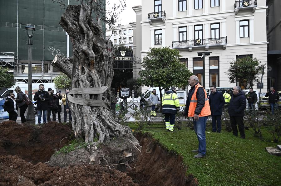 ΕΛΙΑ 700 ΕΤΩΝ