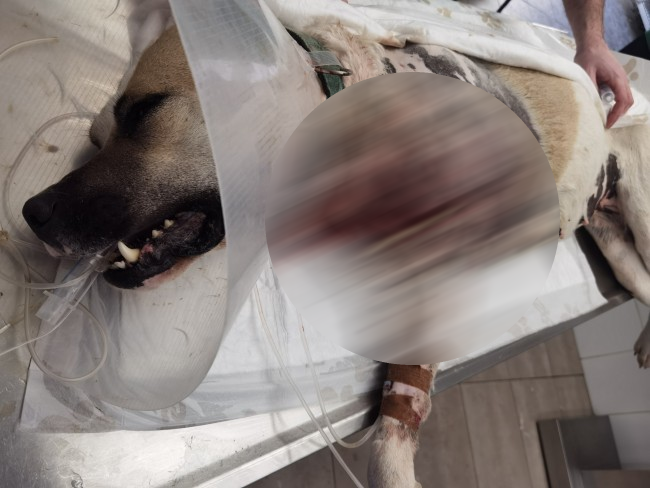 Τραυματισμένος σκύλος