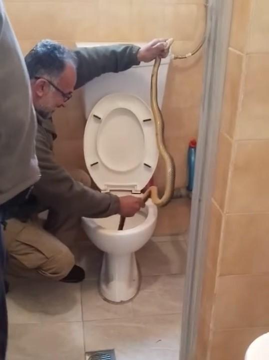 ΦΙΔΙ ΤΟΥΑΛΕΤΑ ΚΑΣΤΟΡΙΑ