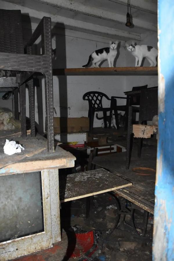 ΚΑΚΟΠΟΙΗΜΕΝΕΣ ΓΑΤΕΣ