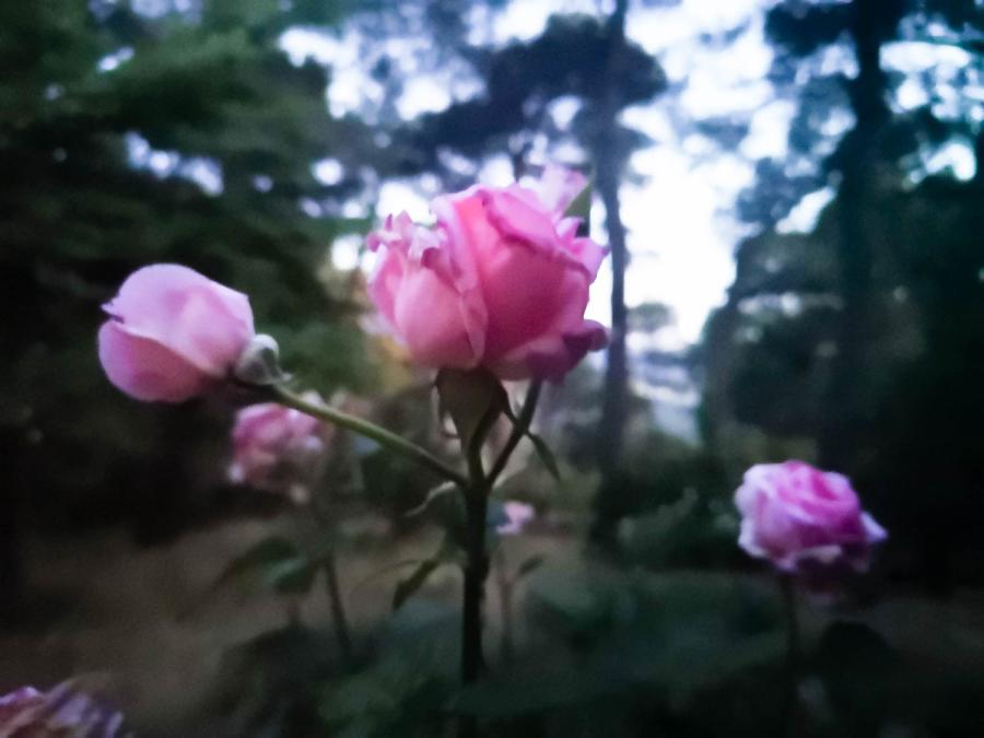 Από την έκθεση Κρυφός Κήπος/ Secret garden της ΄Ενης Κούκουλα