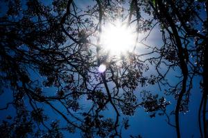 ΚΑΙΡΟΣ ΗΛΙΟΣ ΗΛΙΟΦΑΝΕΙΑ ΚΛΑΔΙΑ ΔΕΝΤΡΟ ΖΕΣΤΗ