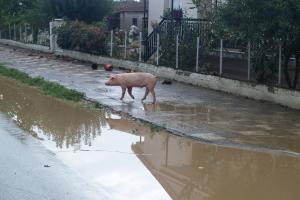 ΚΤΗΝΟΤΡΟΦΙΑ ΠΛΗΜΜΥΡΑ