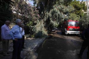 ΠΤΩΣΗ ΔΕΝΤΡΟΥ ΠΥΡΟΣΒΕΣΤΙΚΗ