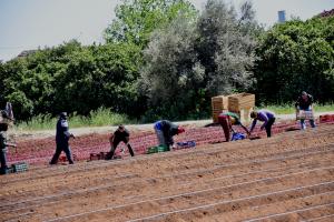 Εργασία δουλειά μετανάστες εργάτες γης
